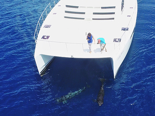 St. Lucia dolphin watching Tour Cost