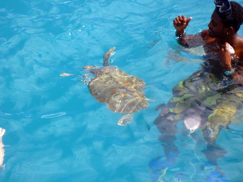 Barbados  West Indies (Bridgetown) swim with sea turtles Tickets