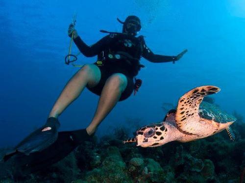 Grand Cayman padi diving Trip Booking
