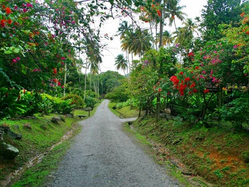 St. Lucia coconut plantation Tour Cost