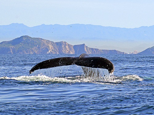 Mazatlan Mexico whale watching Shore Excursion Reviews