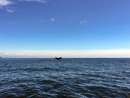 Mazatlan Mexico humpback whales Cruise Excursion Reviews