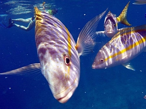 Grand Turk shallow coral reef Cruise Excursion Reviews