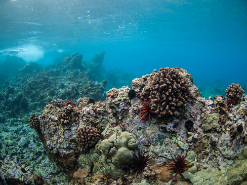 Lahaina submarine Shore Excursion Prices