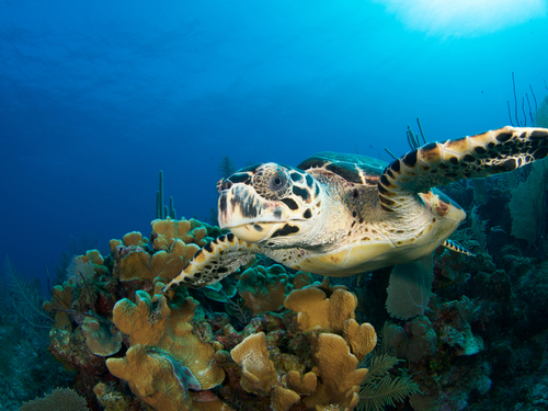 Grand Cayman  Cayman Islands snorkel Trip Tickets