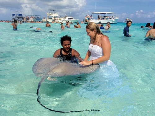 Grand Cayman  George Town stingray city Reservations