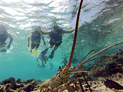 Roatan  Honduras Southern Reef Snorkel Excursion Cost