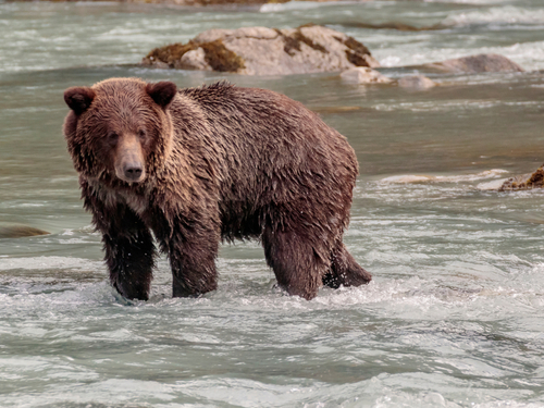 Haines Glacier Bears, Haines AK