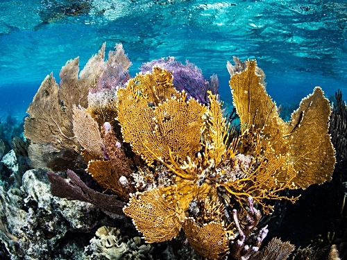 Grand Turk seafood lunch Excursion Booking