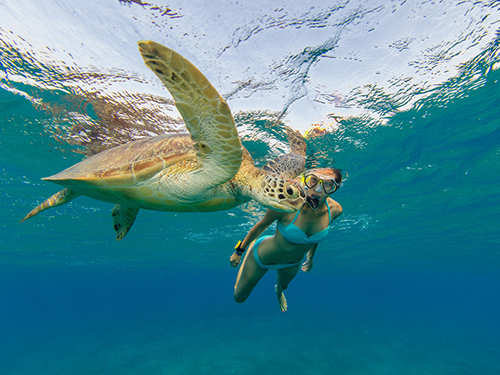 Harvest Caye Belize Sting Rays Snorkeling Shore Excursion Booking