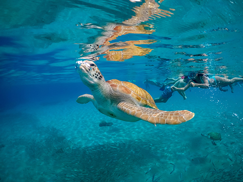 Harvest Caye Turtle Alley Snorkel Tour Booking