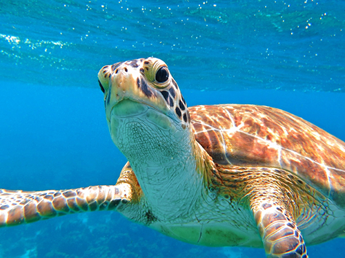 Harvest Caye Logger Head Turtle Snorkel Trip Prices