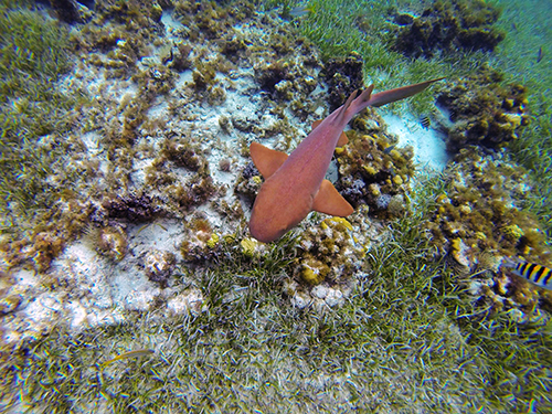 Harvest Caye Barrier Reef Snorkel Tour Reviews