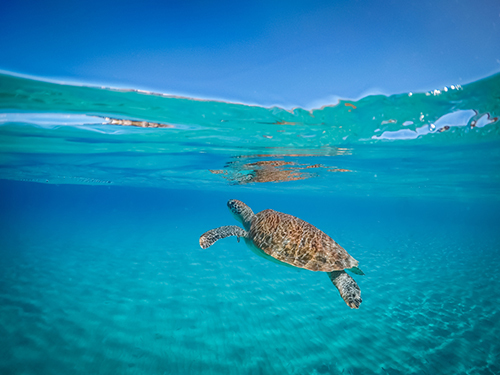 Harvest Caye Barrier Reef Snorkel Tour Reviews