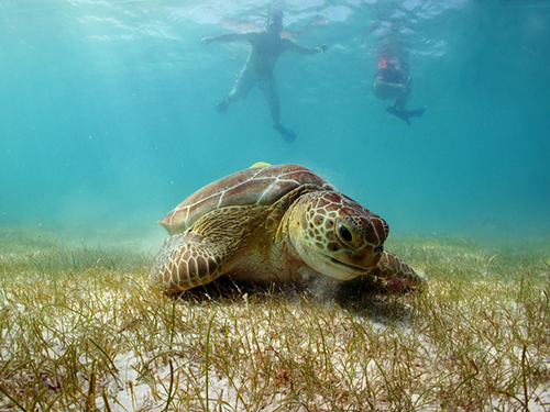 Harvest Caye Sting Rays Snorkel Cruise Excursion Booking