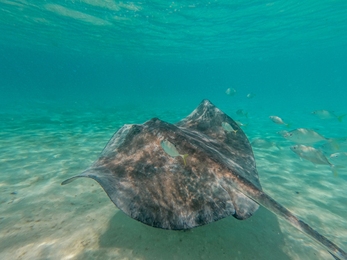 Harvest Caye Sting Rays Snorkel Cruise Excursion Booking