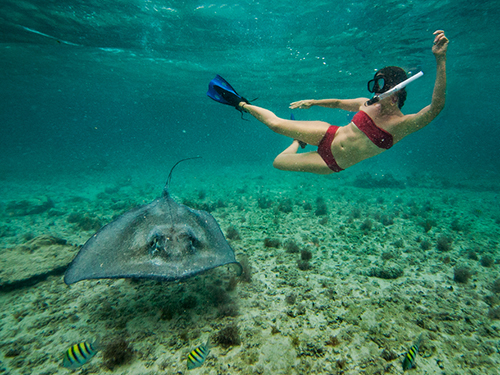 Harvest Caye Belize Logger Head Turtle Snorkel Trip Booking