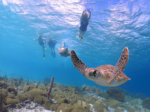 Harvest Caye Eagle Rays  Snorkel Cruise Excursion Tickets