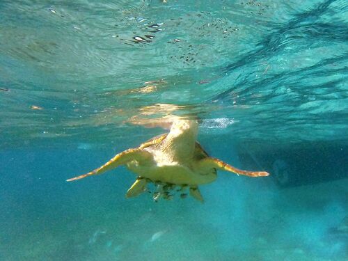 Harvest Caye Family Snorkel Tour Prices