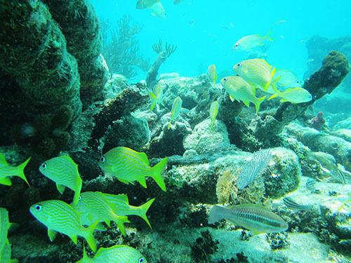 Harvest Caye Belize Tropical Fish Shore Excursion Reviews