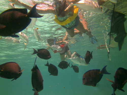 Harvest Caye Coral Reef Tour Booking
