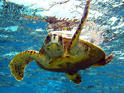 Harvest Caye Sting Rays Snorkeling Excursion Reservations