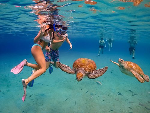 Harvest Caye Belize Turtle Alley Snorkeling Excursion Cost