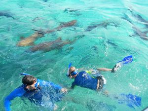 Harvest Caye Private Snorkel at Laughing Bird Caye Excursion