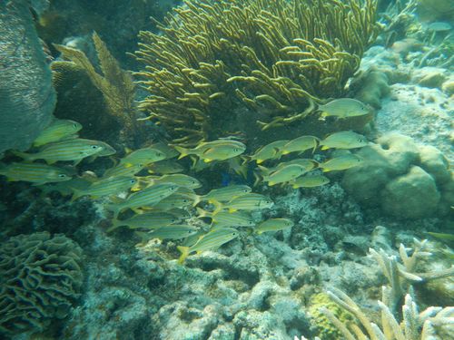 Harvest Caye  Belize snorkel Cruise Excursion Tickets