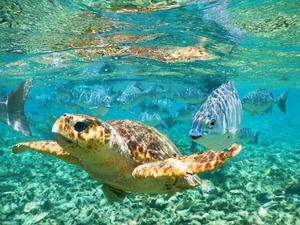 Harvest Caye Private Snorkel with Turtles at the Silk Cayes Excursion