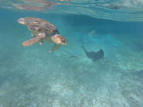 Harvest Caye Snorkel adventure Shore Excursion Reviews