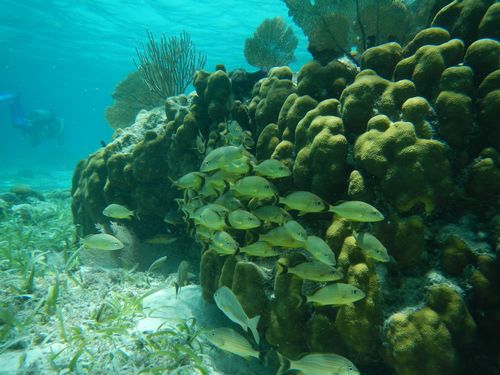 Harvest Caye Snorkeling Excursion Tour Prices