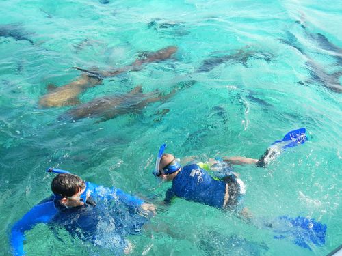 Harvest Caye Swimming Excursion Tickets