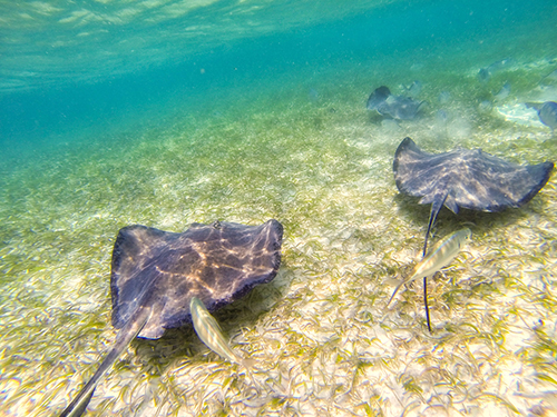 Harvest Caye Eagle Rays  Snorkeling Shore Excursion Reservations