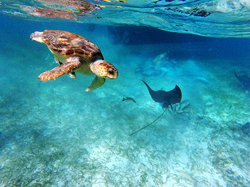 Harvest Caye Belize Barrier Reef Snorkeling Shore Excursion Reviews