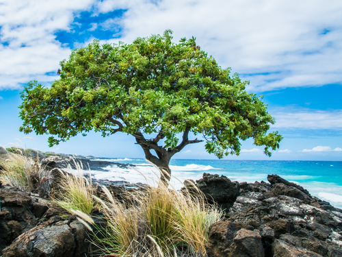 Big Island (Kona)  Hawaii / USA coast Excursion Reservations