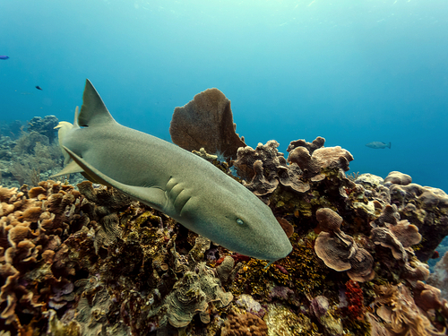 Belize City shark alley snorkel Trip Prices
