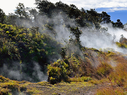 Hilo Hawaii Coffee Sightseeing Tour Tickets