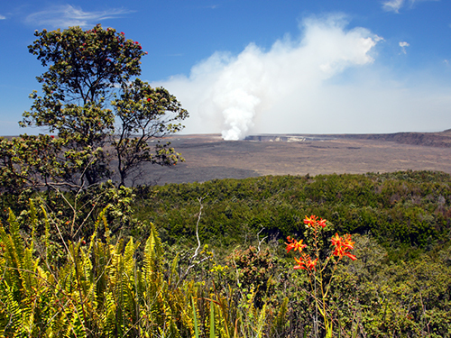 Hilo Kilauea Iki Sightseeing Tour Booking