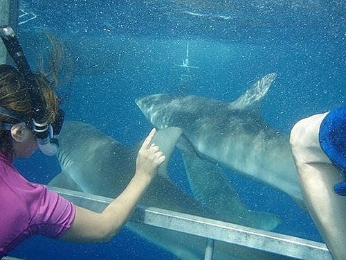 Oahu (Honolulu) Tiger shark Tour Cost