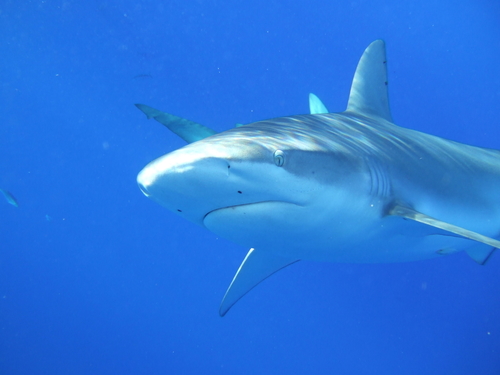 Oahu (Honolulu) Galapagos Shark Excursion Cost
