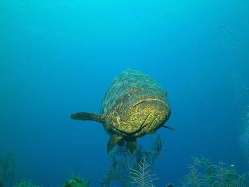 Grand Cayman George Town dive Tour Prices