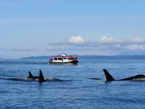 Icy Strait  Alaska / USA Whales Cruise Excursion Booking
