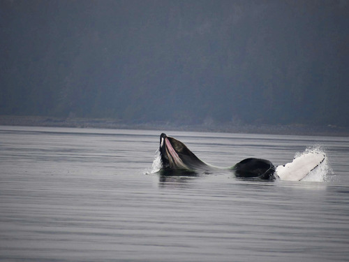 Icy Strait  Alaska / USA Whales Shore Excursion Reviews