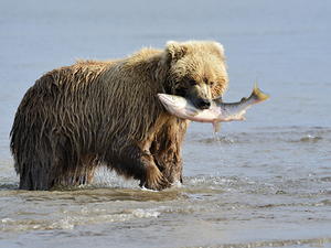 Icy Strait Bear and Whale Combo Excursion