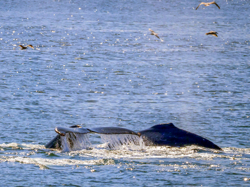 Hoonah whale watching Trip Prices