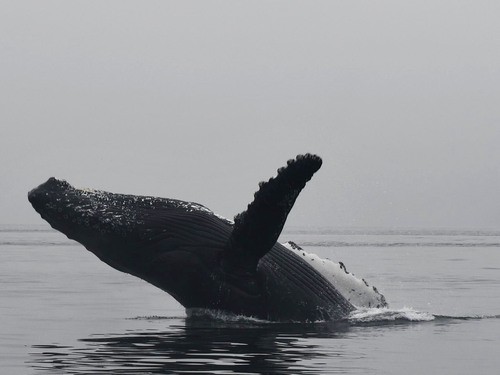 Icy Strait Whales Cruise Excursion Booking
