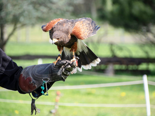 Invergordon Dunrobin Castle and Highland Villages Excursion
