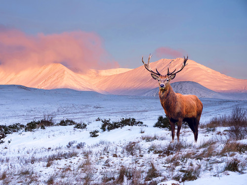 Invergordon Private Scottish Highlands Excursion