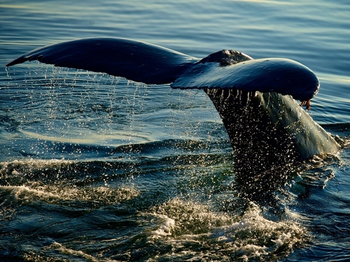 Juneau whale watching Trip Reservations